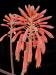 Aloe saponaria e syn. maculata.JPG
